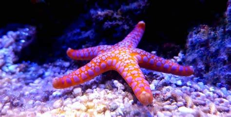 Starfish Animal Facts Asteroidea A Z Animals