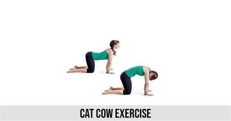Want to discover art related to cow_cat? Cat Cow Exercise - World Wide Lifestyles | Fitness, Health ...