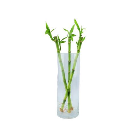 Lucky Bamboo Three Straight Stems In Glass Vase By Plants By Post