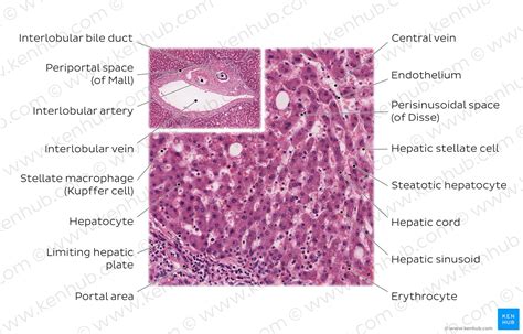 Histology Of Liver Labeled