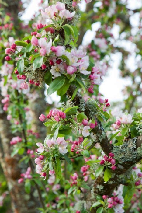 Find Help And Information On Malus × Zumi Golden Hornet Crab Apple