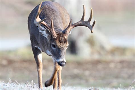 2017 Great Plains Deer Forecast Game And Fish