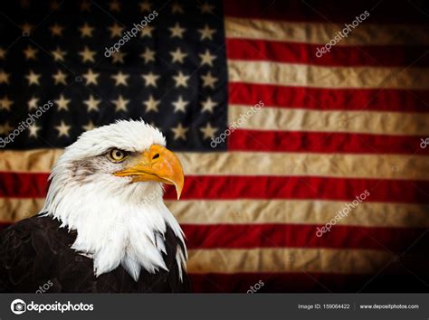 Bald Eagle With American Flag Stock Photo By ©kesu01 159064422