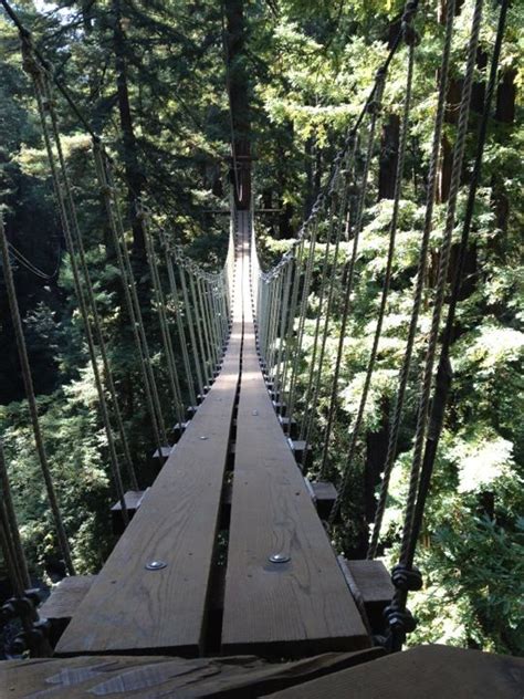 Find the reviews and ratings to know better. Mount Hermon Redwood Canopy Tours | Forest canopy, Tours ...
