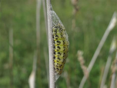 Caterpillar Life Cycle Wildlife Insight