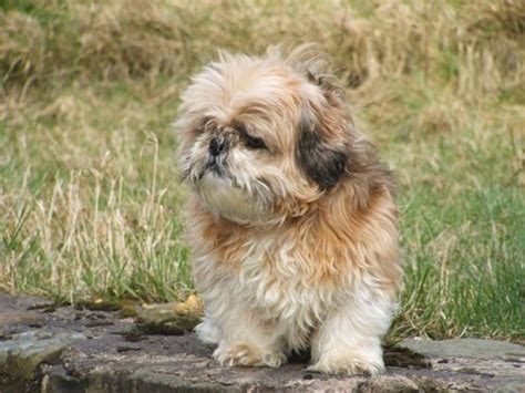 Is My Shih Tzu Overweight Or Obese How Much Should They Weigh