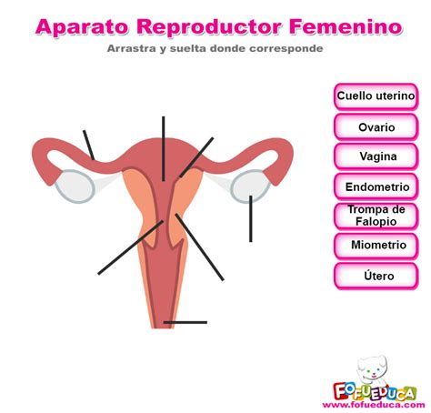 Lista 105 Foto Imágenes Del Aparato Reproductor Femenino Externo Lleno