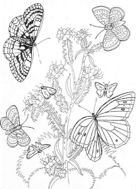 Butterfly Coloring Page Get This Free Printable Butterfly Coloring