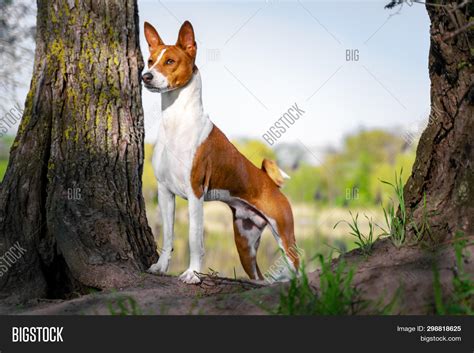 Portrait Red Basenji Image And Photo Free Trial Bigstock