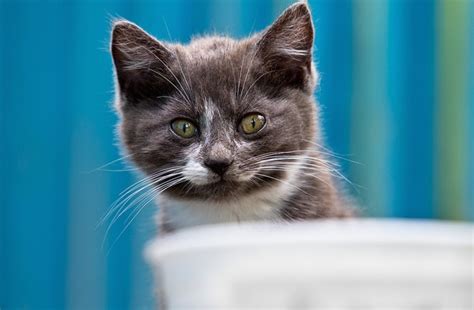Cats have been our companions for centuries. Help for cats and kittens - Baypath Humane Society of ...