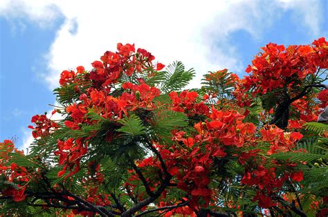 Flamboyant Red Flowering Tree Photograph By Lorrie Morrison