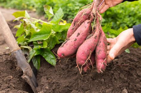 Culture patate douce Planter Tuteurer Récolter Détente Jardin