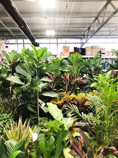 Fiddle leaf figs are known for their beauty, grace, and of course, finicky nature. The Complete Guide To Caring for A Fiddle Leaf Fig ...