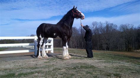 Clydesdale Stallion Black Clydesdale Stallion For Sale World Draft