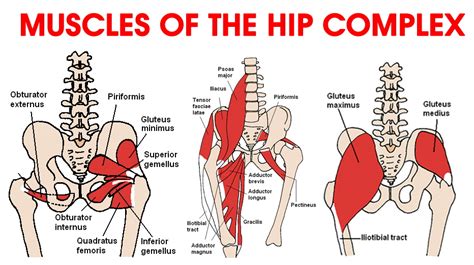Muscle and tendon anatomy of the hip (adductors, gluteal muscles (or buttocks), hamstring muscles, femoral muscle quadrices). Various causes of hip pain, and how to fix it ...