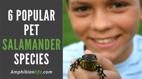 Do Salamanders Make Good Pets Popular Pet Salamander Species