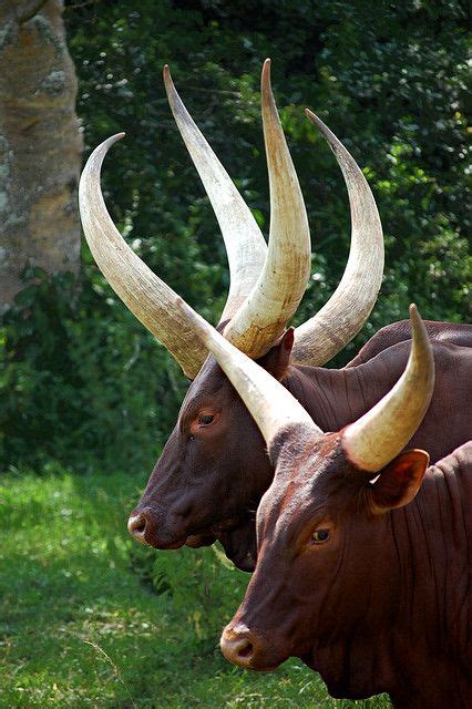 African Long Horn Cattle Caspervandien2018