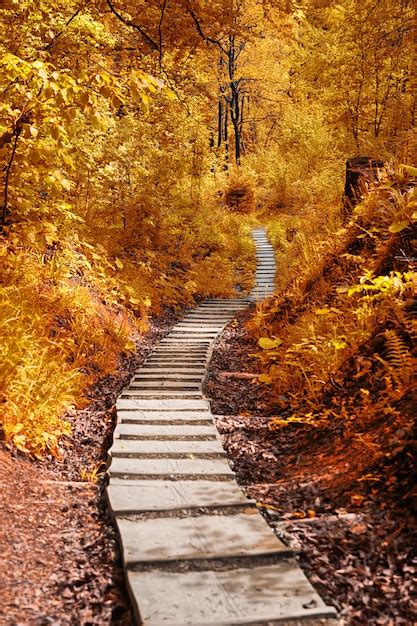 Path In The Autumn Forest Autumnal Scene In The Park Premium Photo