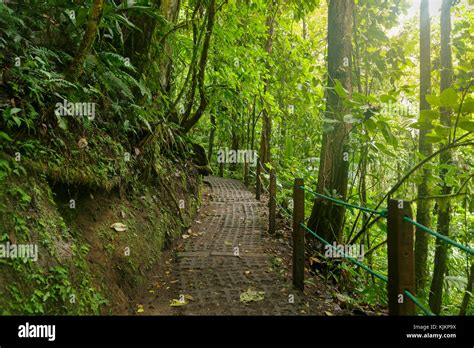Path In Lush Rainy Rainforest Stock Photo Alamy