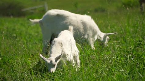Goats Graze On A Green Meadow In Summer Free Walking Goats On The Grass Udder Full Of Milk