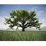 Realistic Broadleaf Oak Trees For 3D Asset