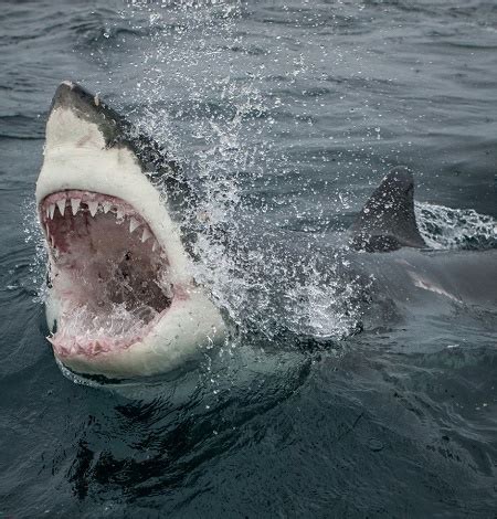 The salmon shark (lamna ditropis) is a species of mackerel shark found in the northern pacific ocean. Is This the World's Largest Great White Shark? See Terrifying Monster Fish Caught by ...