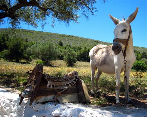 Greek Donkey Esel