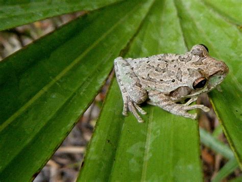 Field Notes And Photos Cuban Tree Frog