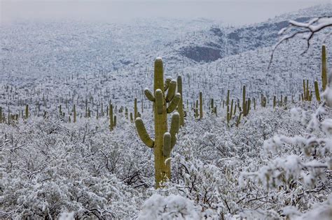 Arizona Illustrated On Twitter Sonoran Desert Snow In Arizona Moon