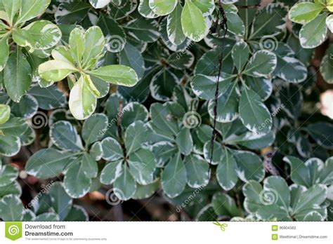 Order pittosporum flowers directly from growers. Variegated Japanese Mock Orange, Pittosporum Tobira Var ...