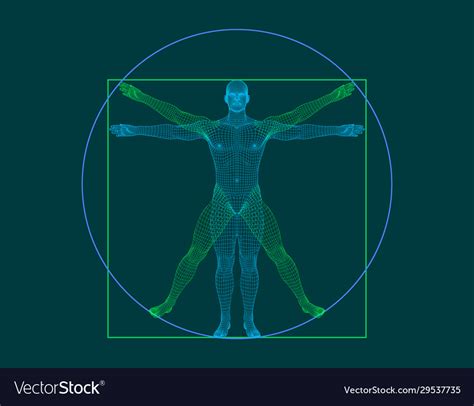 Vitruvian Man Wireframe Human Body Outline Vector Image