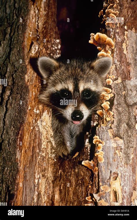 Cute Baby Raccoon Or Pup Procyon Lotor Pokes Head Out Of Hollow Log
