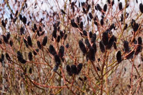 Foto De The Bare Branches And Black Catkins Of Black Pussy Willow Salix Gracilistyla