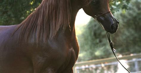 apalo ahba arabian horse breeders alliance arabian horses pinterest births