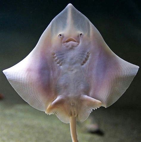 Smiling Stingray 