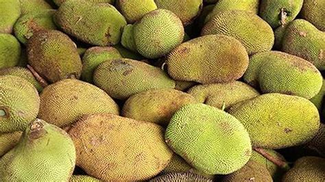 Jackfruit Declared Keralas Official Fruit The Hindu Businessline