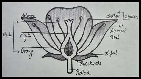 How To Draw Longitudinal Section Of Flower How To Draw Flower