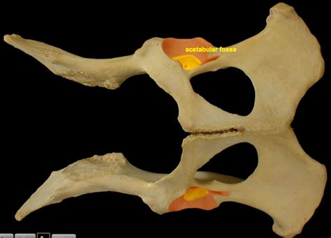 Dog Pelvis Skeletal Anatomy