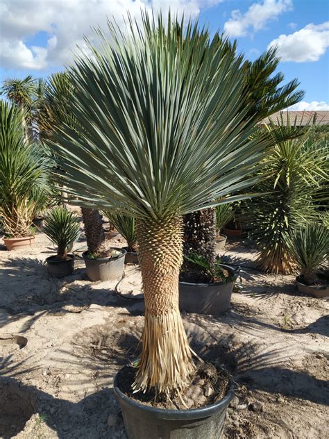 Yucca Rostrata Características Y Cuidados Soyate O Palmita