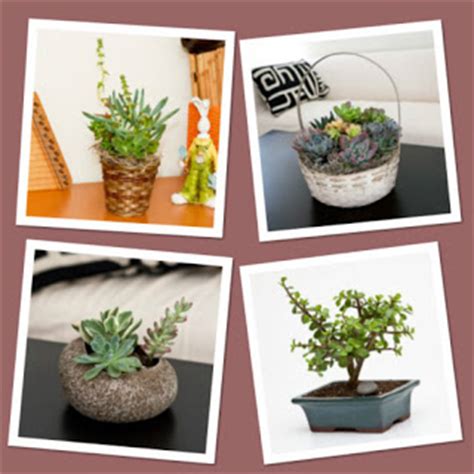 Don't water it at all during the winter. Succulents For Indoor And Outdoor - All Year Round - House ...