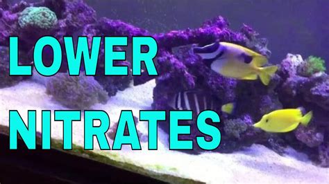 How Im Lowering Nitrates In The 125 Gallon Saltwater Aquarium Youtube