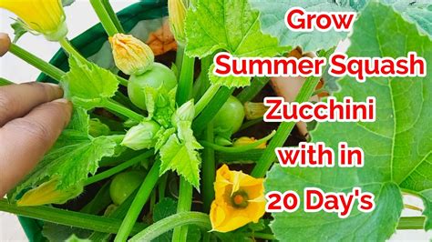 Grow Summer Squash In Containershow To Grow Summer Squash At Homegrow