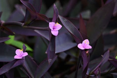 Purple Heart Plant Care How To Grow Purple Hearts At Home Bob Vila