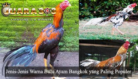 Ayam pama ninja adalah sebutan dari king pama rajanya ayam pama yang berasal dari tailand yang sudah memiliki gelar yang tinggi sehingga terkenal sampai ke indonesia, ayam ini hampir sama dengan gaya tarung pama iq dengan pukulan yang bagus dan. Ciri-Ciri Warna Bulu Ayam Bangkok yang Paling Populer