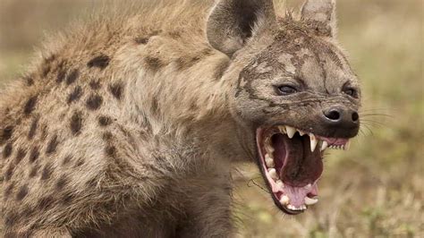 Most Angry Hyena In The World 2016 Youtube