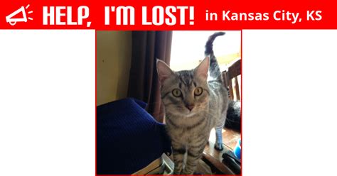 Lost Cat Kansas City Kansas Kit Kat