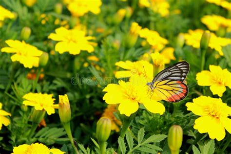 Yellow Butterfly With Yellow Flower Stock Photo Image Of