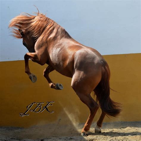 Hot Hot Hot Andalusian Horse Horse Love Body Style Beautiful