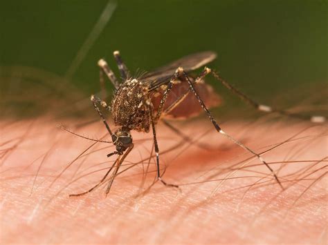 Orange County Health Officials Issue Mosquito Borne Illness Advisory