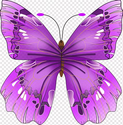 Butterfly Artistic Abstract Insect Lila Pink Wings Purple Png